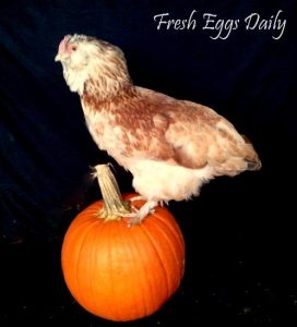 Pumpkin Soup - A Natural Wormer for Chickens? Image